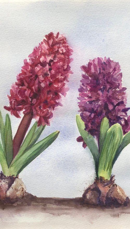 Shades of purple - Hyacinths by Krystyna Szczepanowski