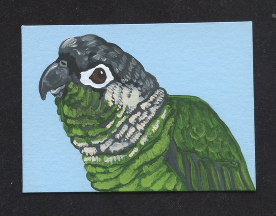 ACEO ATC Original Miniature Painting Green Cheek Conure  Parrot Pet Bird Art-Carla Smale