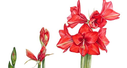 Artwork by Nataliia Kupchyk