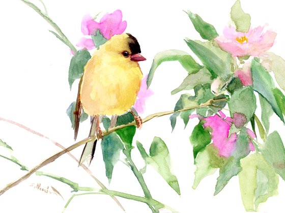 American Goldfinch