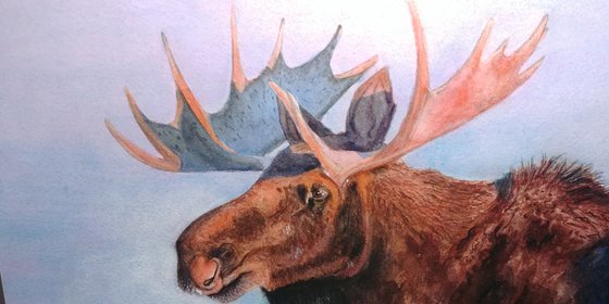 Prairie Mist - Western Moose