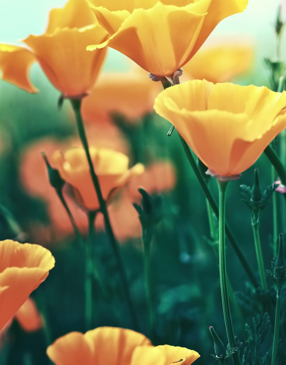Photorealistic Botanical Photograph By Emily Kent, 17 X 21, Poppies, Original Artwork