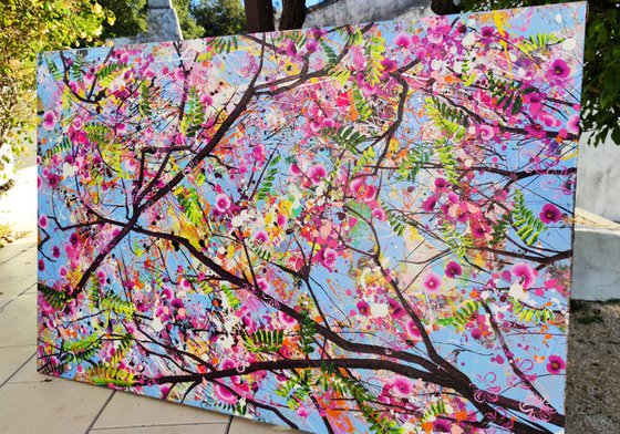 Pink Jacaranda