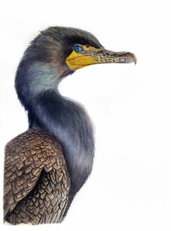 Great cormorant, bird portrait