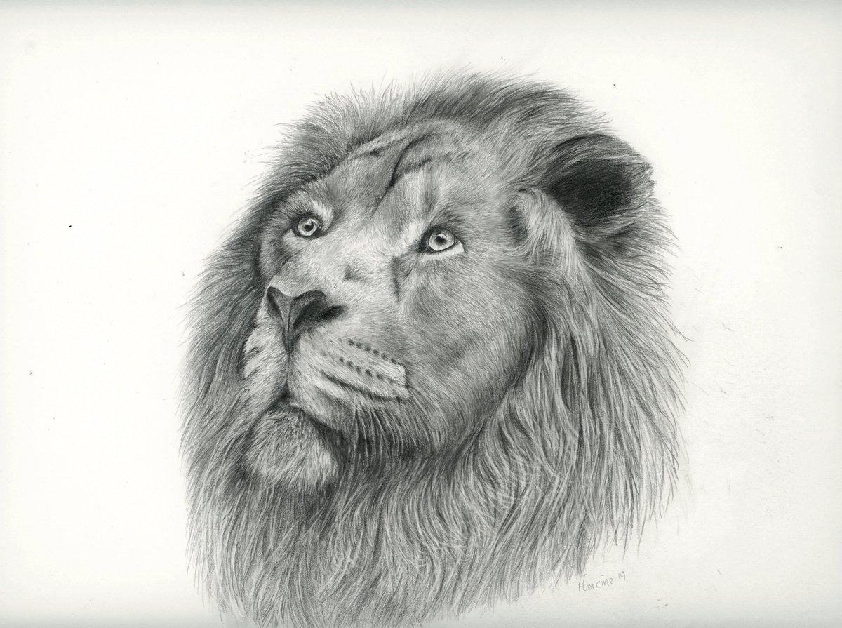 Lion by Maxine Taylor