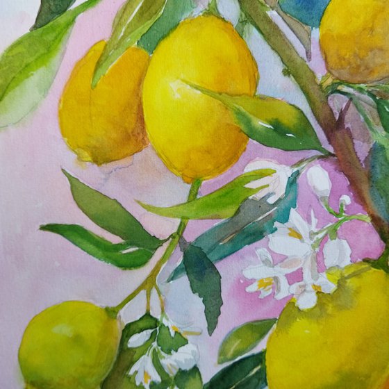 Lemon tree branch