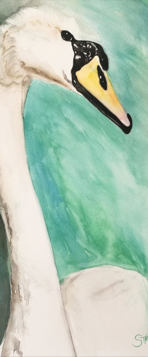 Elegant Beauty. Watercolour Swan. Free Shipping by Steven Shaw