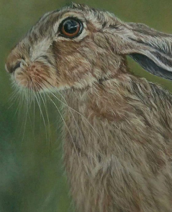 Resting Hare