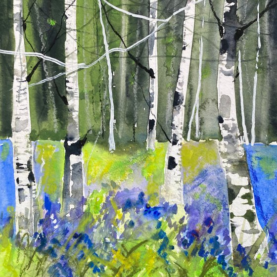 Seasons -  Spring Bluebells & Birches