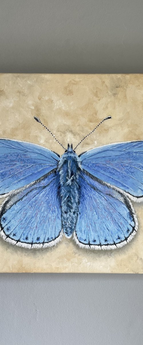 Adonis Blue by Shayne McGirr