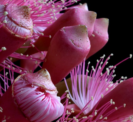 Summer Beauty Flowers