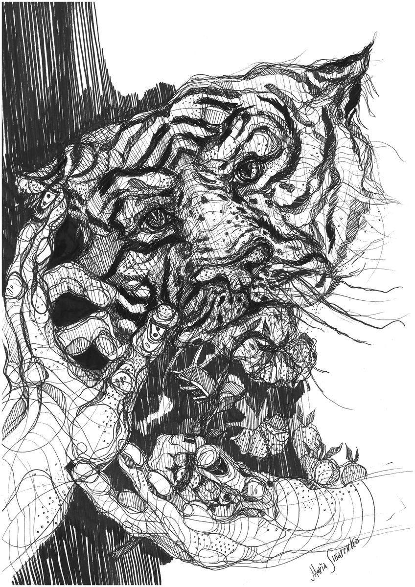 Tiger Drawing by Maria Susarenko