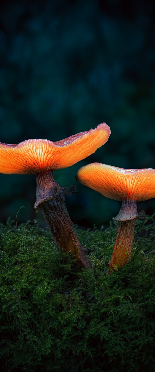 Glowing mushrooms by Paul Nash