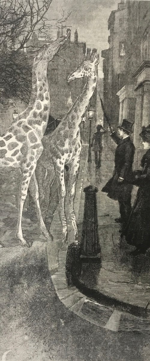 Two giraffes in Mayfair by Tudor Evans