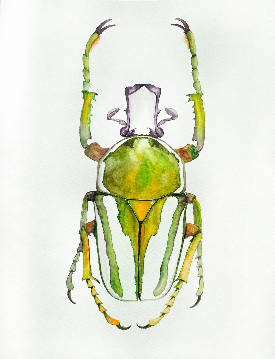 Rhamphorrhina bertolonii Lucas, beetle in the sun