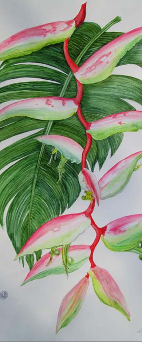 Heliconia by Sally Pinhey