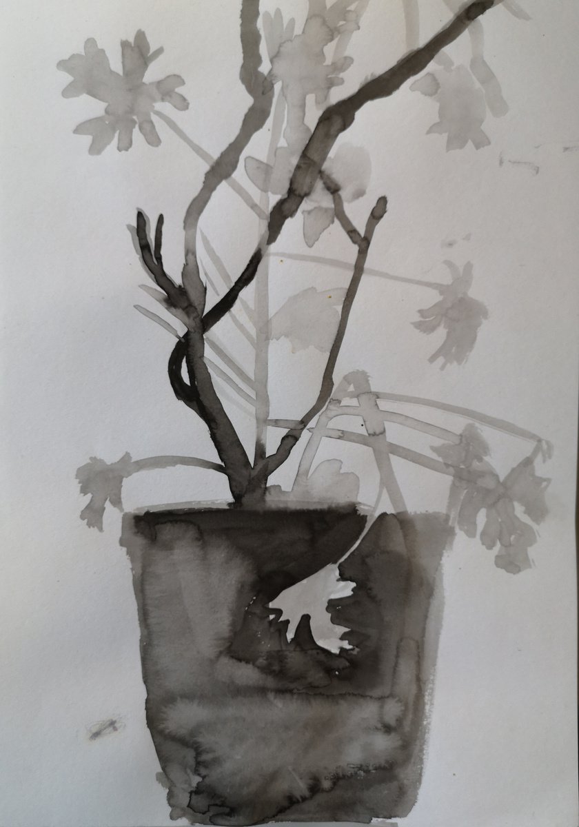 Scented geranium by Irina Seller