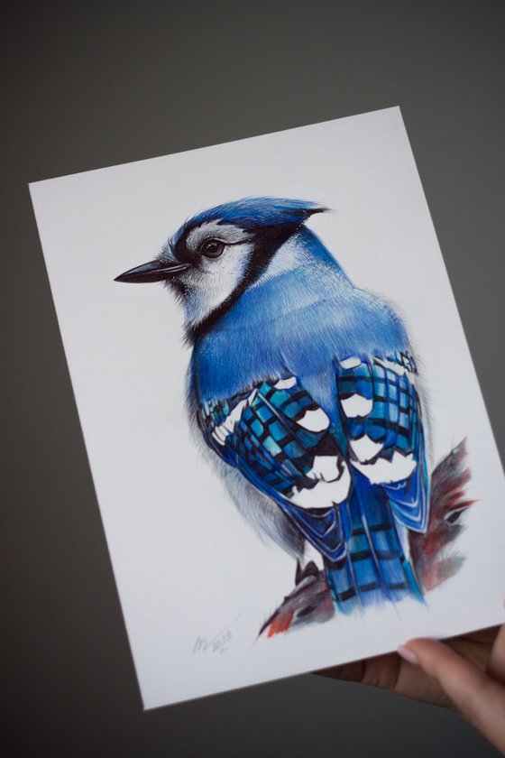 Blue Jay