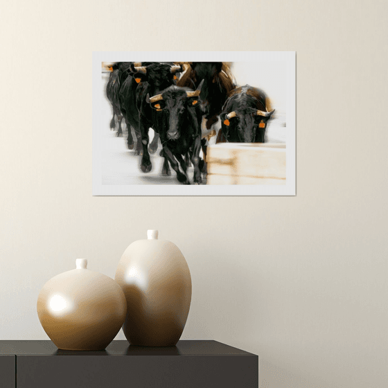 Running Bulls. Limited Edition 1/50 15x10 inch Photographic Print