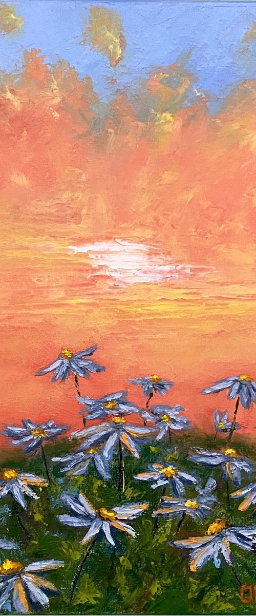 Daisy field at sunset by Olga Kurbanova