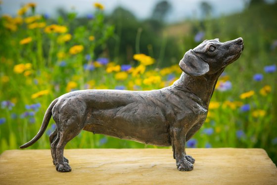 Standing Dachshund FB