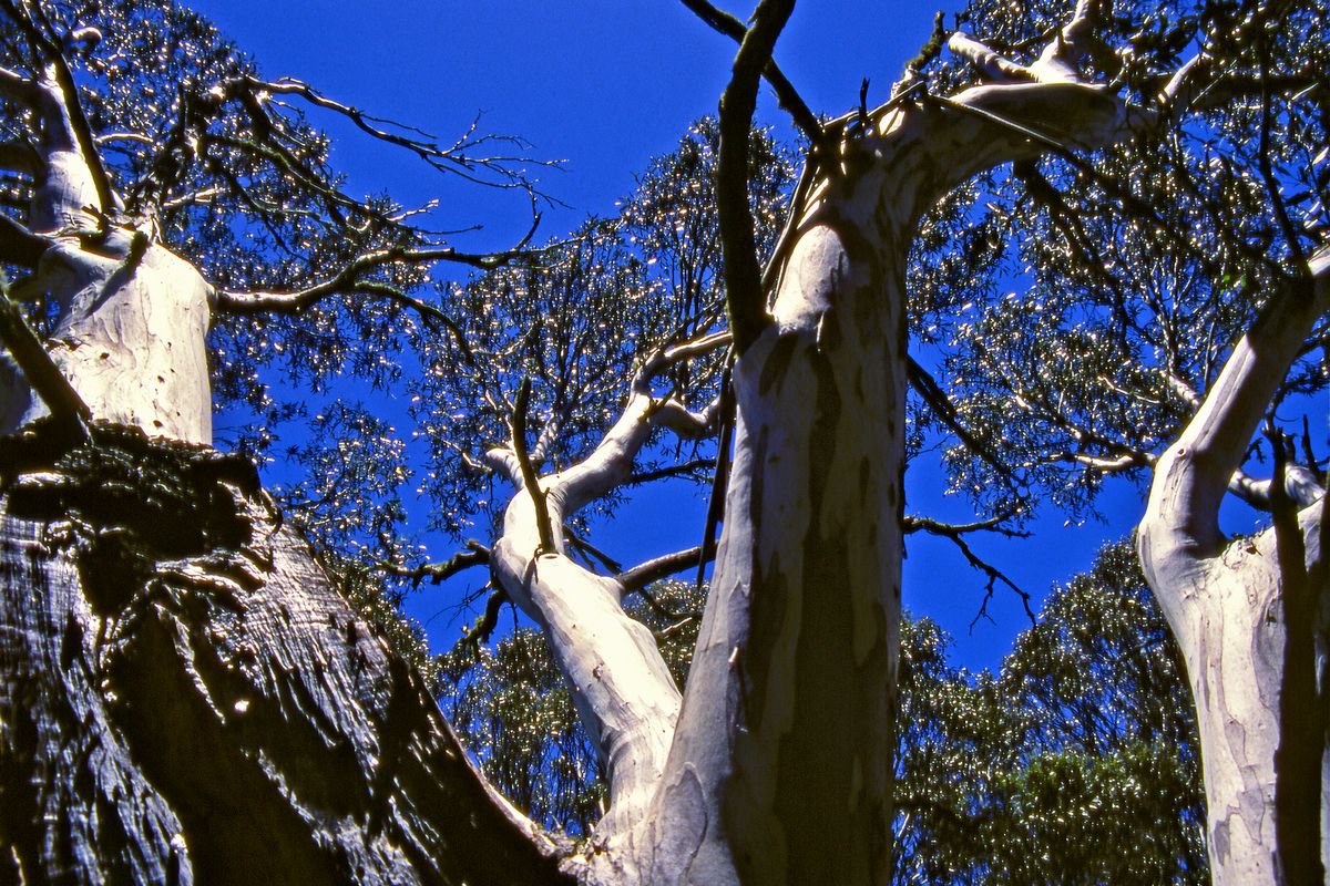 Snow Gum Canopy by Alex Cassels