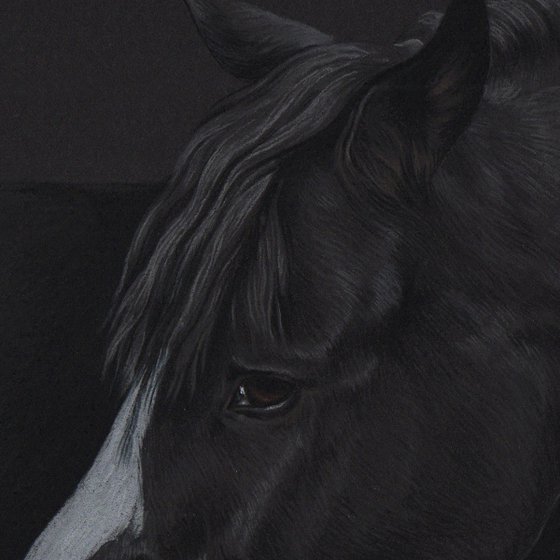 Pastel portrait of black horse