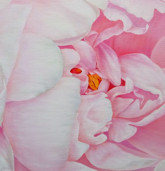 Divine Peony