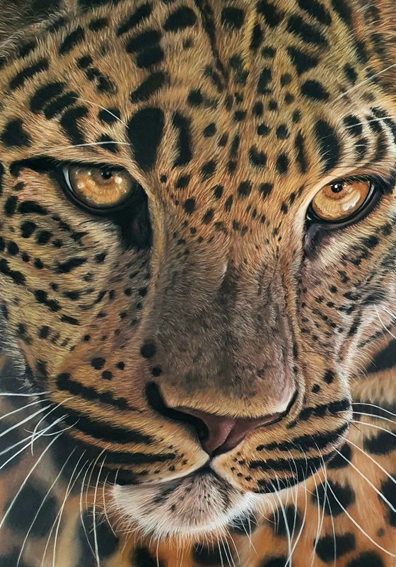 Leopard pastel drawing 'Focused'