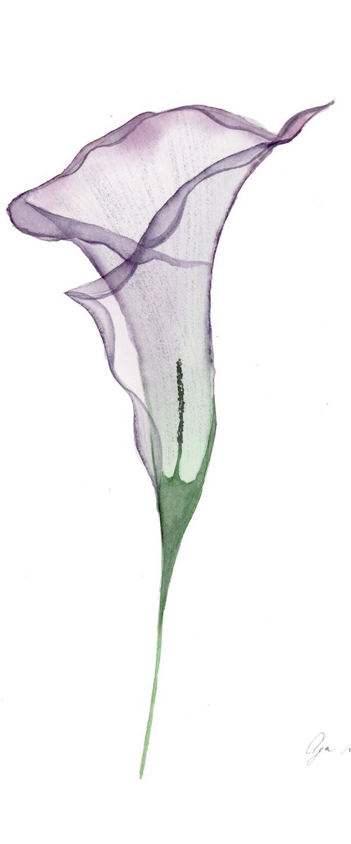 Transparent Calla Lily by Olga Koelsch