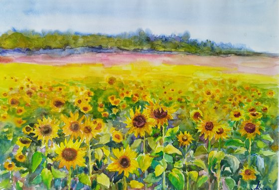 Field with sunflowers