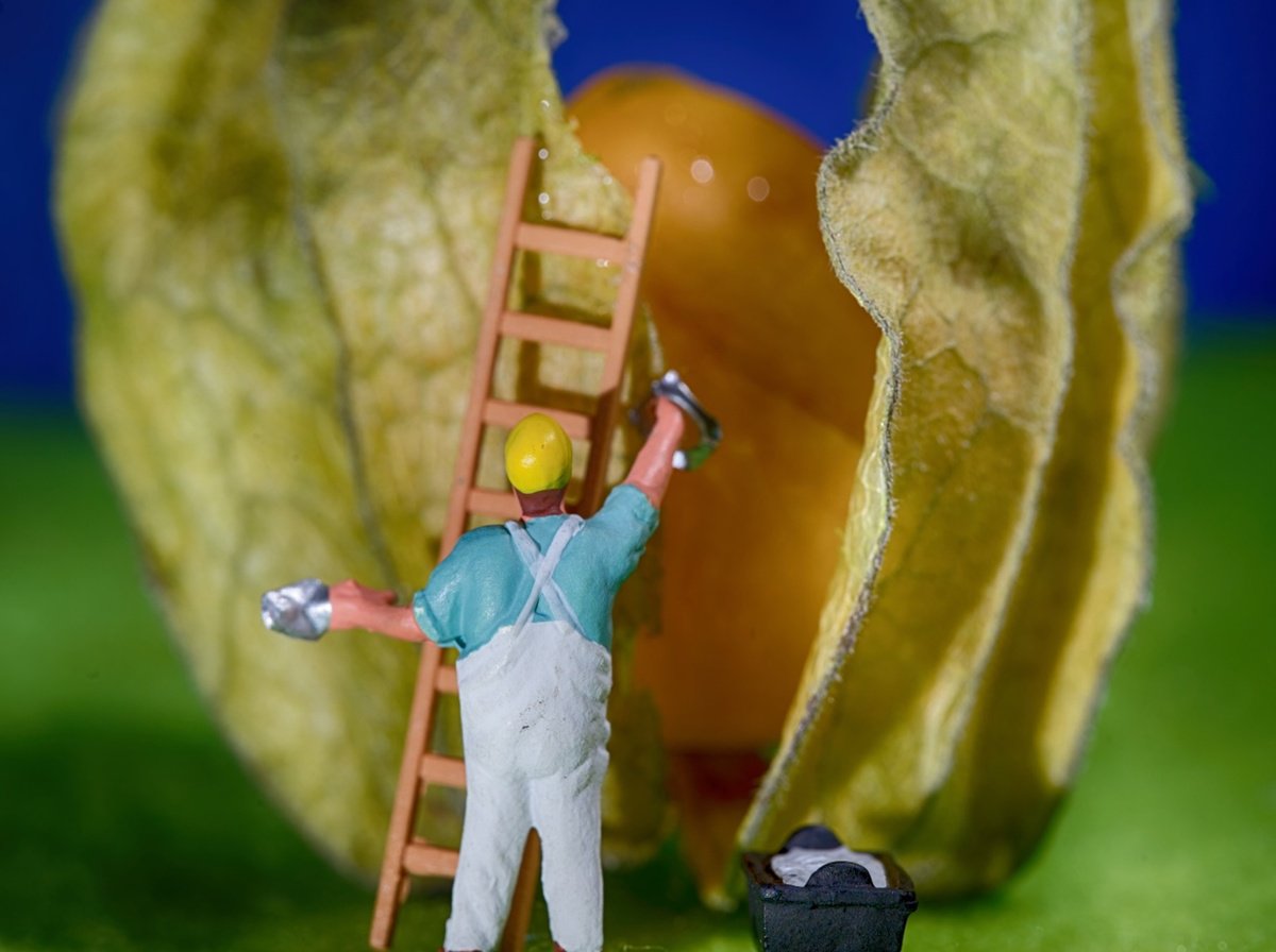 Organic Abstract Photograph By Marc Ehrenbold, 40 X 30", Physalis Repair, Original Artwork