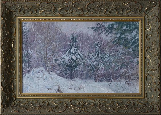 Snow-covered pine trees in Kuzminki Park