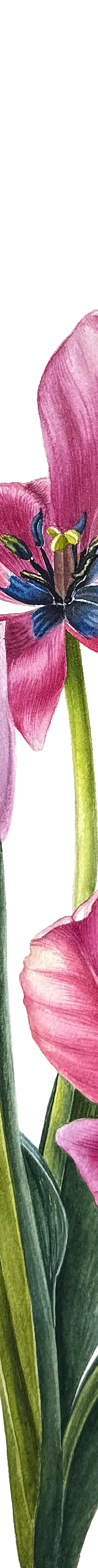 Pink Tulips by Yuliia Prokopchuk