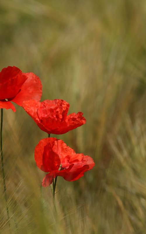 Poppies by Sonja  Čvorović