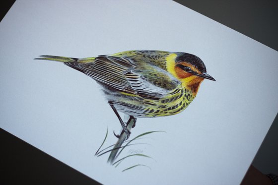 Cape May Warbler