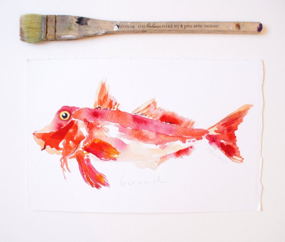 Gurnard fish