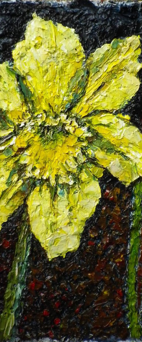 Single daffodil bloom by Richard Meyer