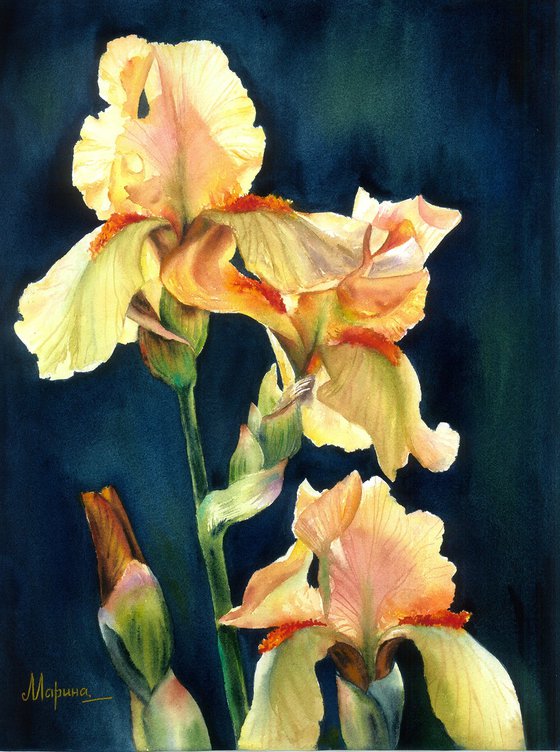 Light Of The Irises