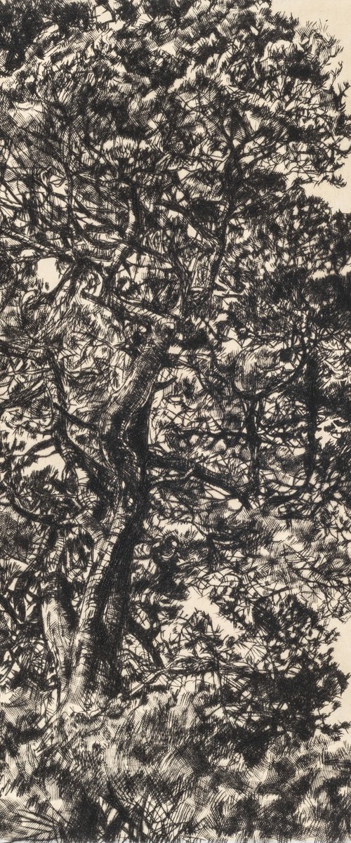 Autumn Pine by Fiona Hamilton