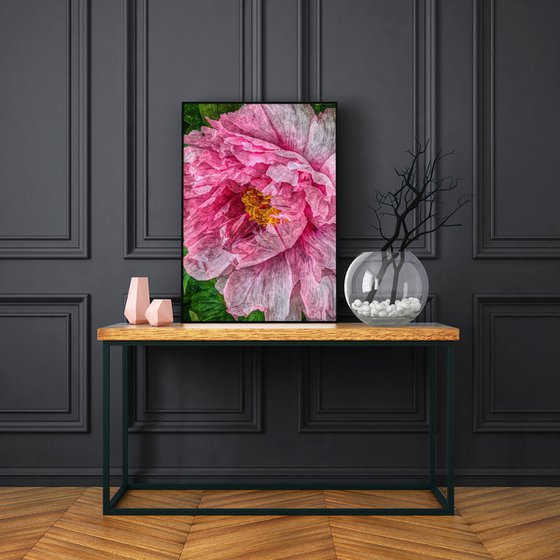 Delicate Pink Peony