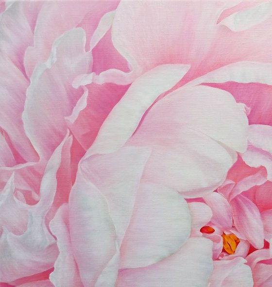 Divine Peony