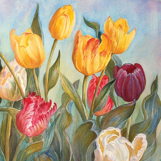 Multicolored tulips