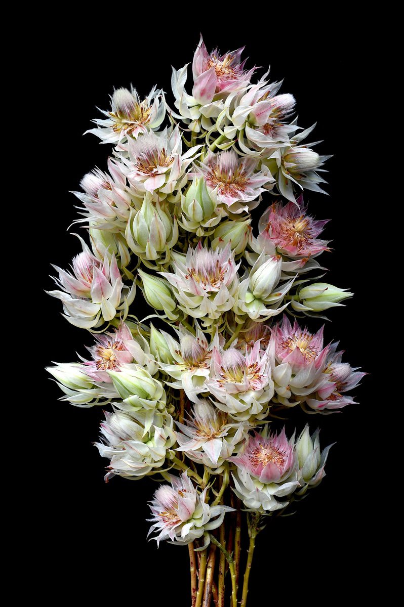Botanical Photograph By Nadia Culph, 24 X 35", Blushing Bride, Original Artwork