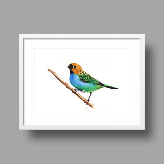 Gilt-edged Tanager - Bird Portrait