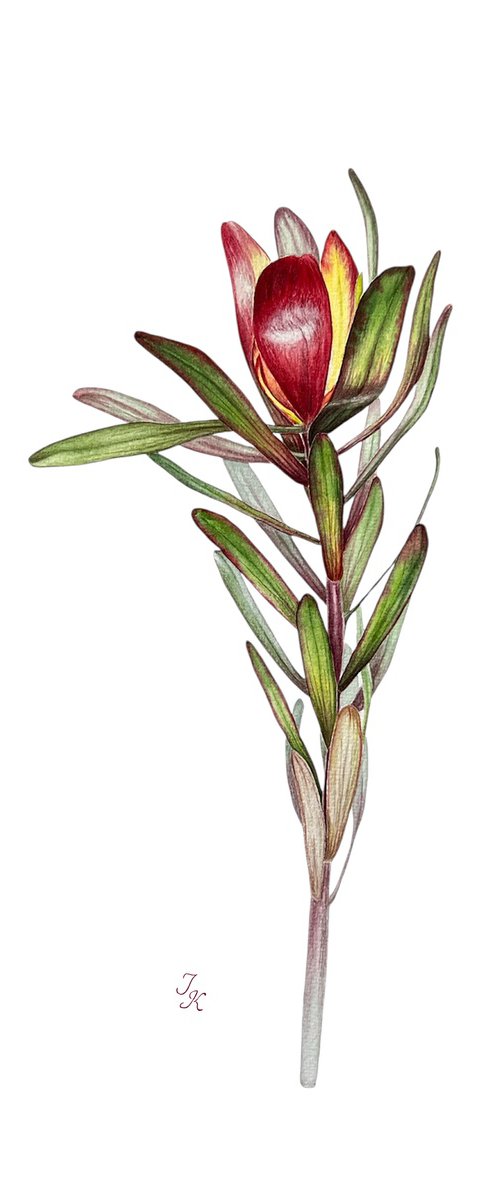 Leucadendron by Tetiana Kovalova