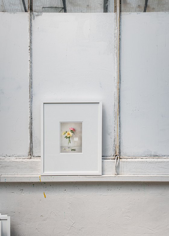 'Coral Charm' Peony, Flower Portrait