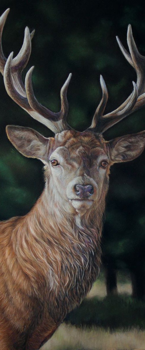 Deer stag in pastel by Tatjana Bril