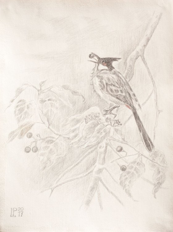 Bird on a Camphor Tree
