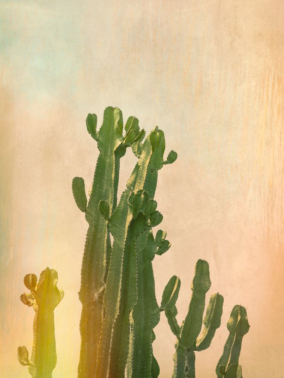 Cactus glow
